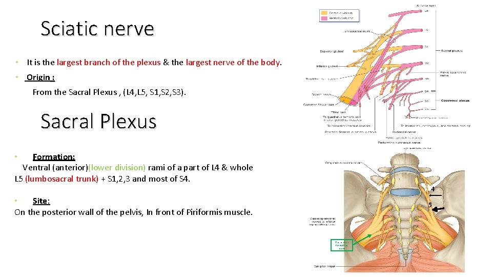 Sciatic nerve • It is the largest branch of the plexus & the largest