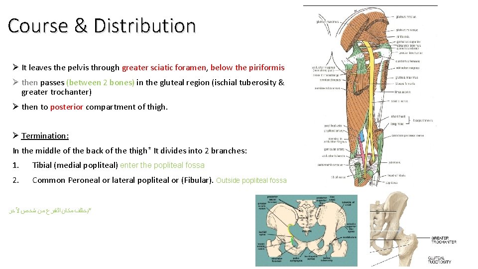 Course & Distribution Ø It leaves the pelvis through greater sciatic foramen, below the