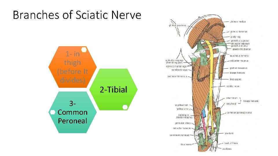 Branches of Sciatic Nerve 1 - in thigh (before It divides) 3 Common Peroneal