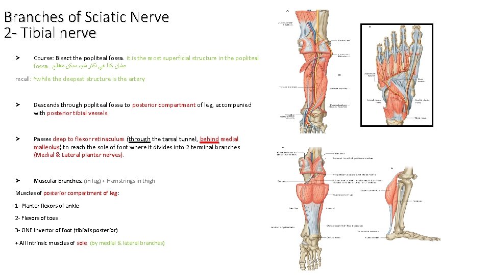 Branches of Sciatic Nerve 2 - Tibial nerve Ø Course: Bisect the popliteal fossa.