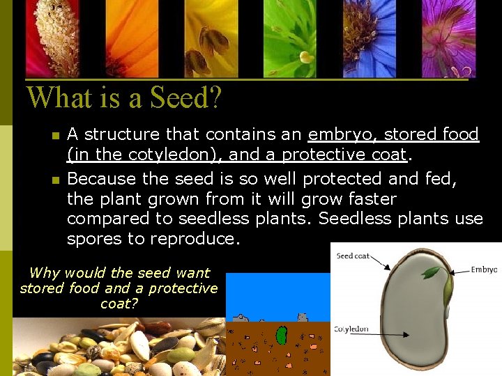 What is a Seed? n n A structure that contains an embryo, stored food