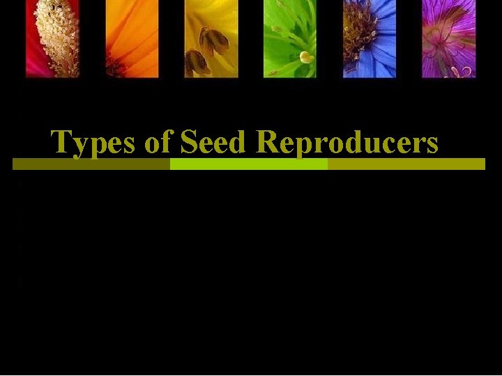 Types of Seed Reproducers 