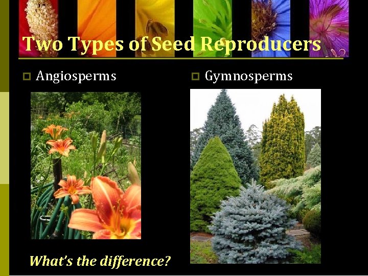 Two Types of Seed Reproducers p Angiosperms What’s the difference? p Gymnosperms 