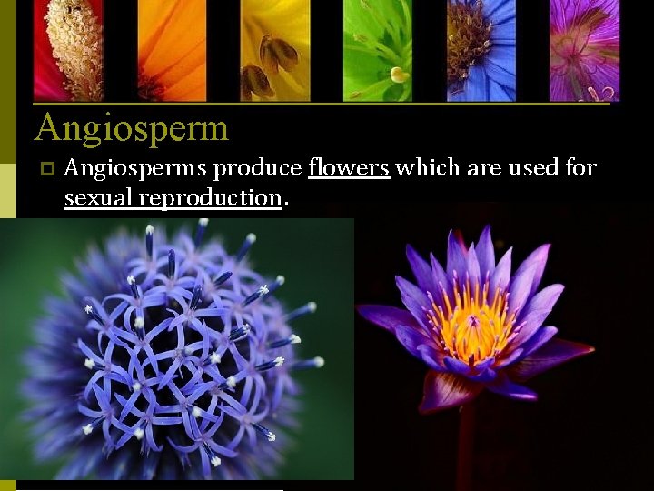 Angiosperm p Angiosperms produce flowers which are used for sexual reproduction. 