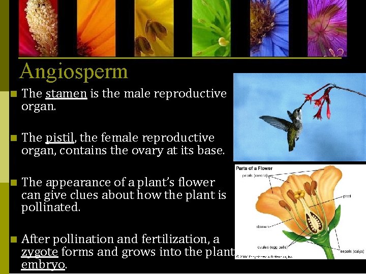 Angiosperm n The stamen is the male reproductive organ. n The pistil, the female