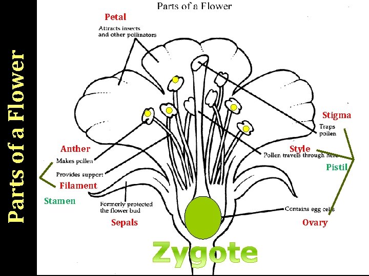 Parts of a Flower Petal Stigma Anther Style Pistil Filament Stamen Sepals Ovary 