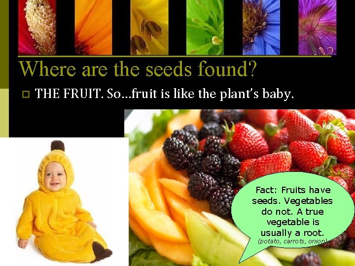 Where are the seeds found? p THE FRUIT. So…fruit is like the plant’s baby.