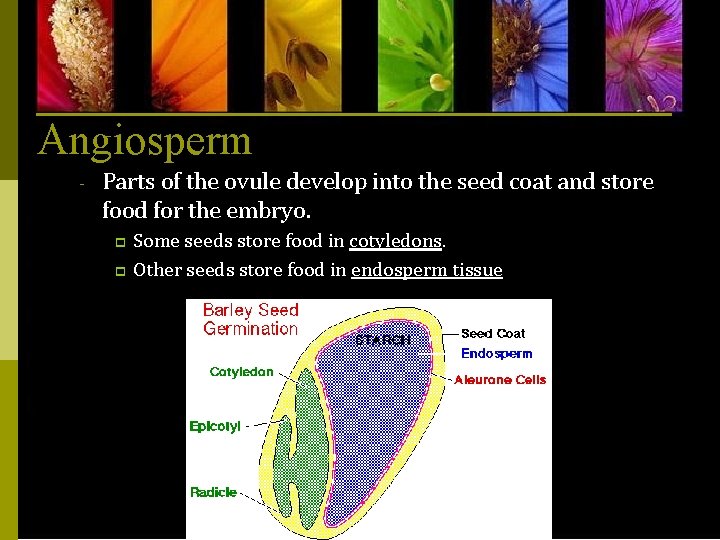 Angiosperm - Parts of the ovule develop into the seed coat and store food