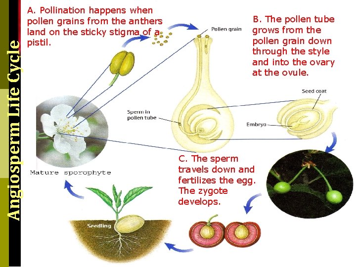 Angiosperm Life Cycle A. Pollination happens when pollen grains from the anthers land on