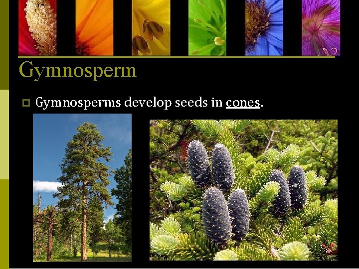 Gymnosperm p Gymnosperms develop seeds in cones. 