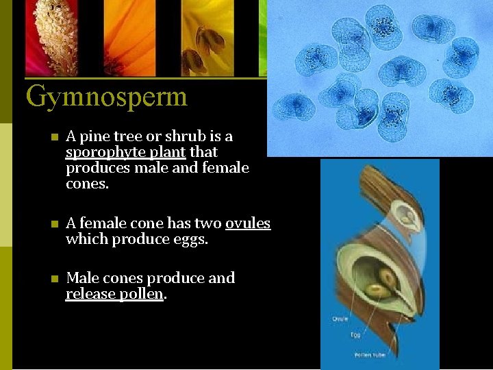 Gymnosperm n A pine tree or shrub is a sporophyte plant that produces male