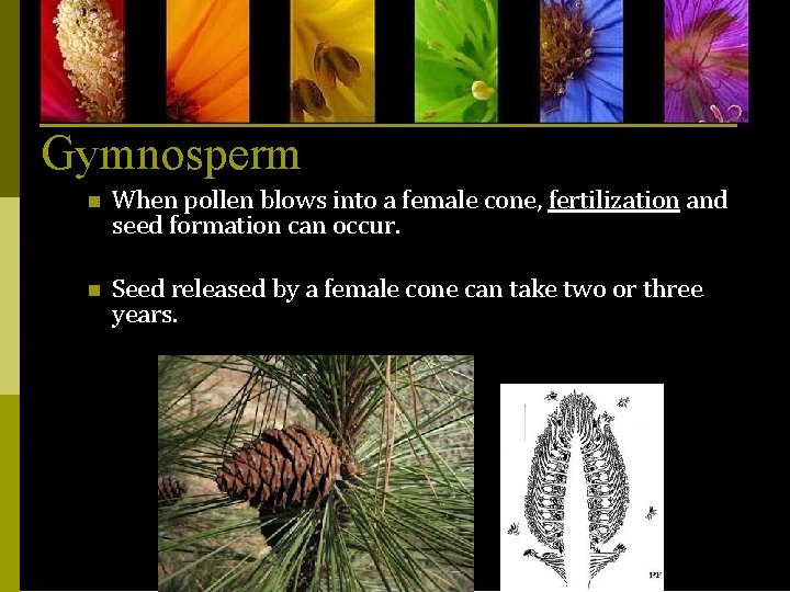 Gymnosperm n When pollen blows into a female cone, fertilization and seed formation can