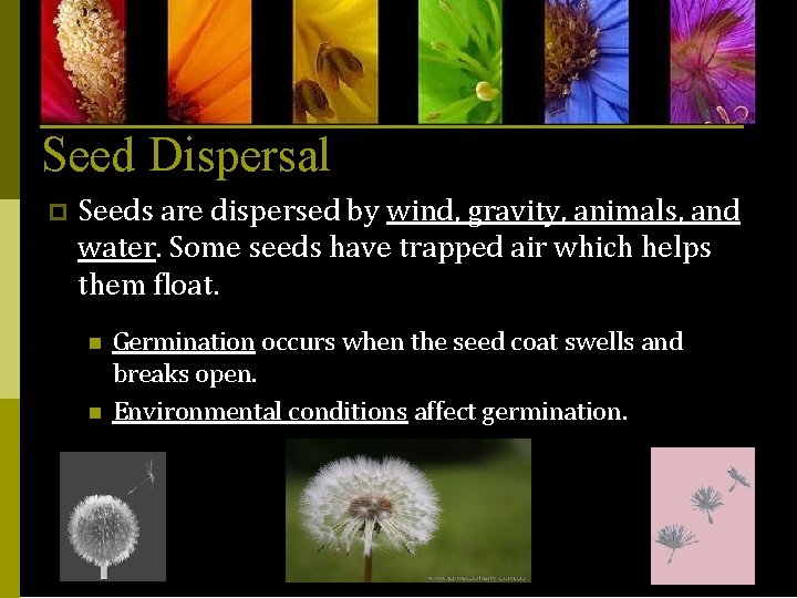 Seed Dispersal p Seeds are dispersed by wind, gravity, animals, and water. Some seeds