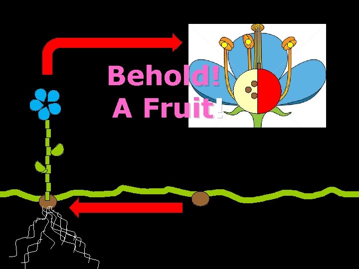 Behold! A Fruit! 