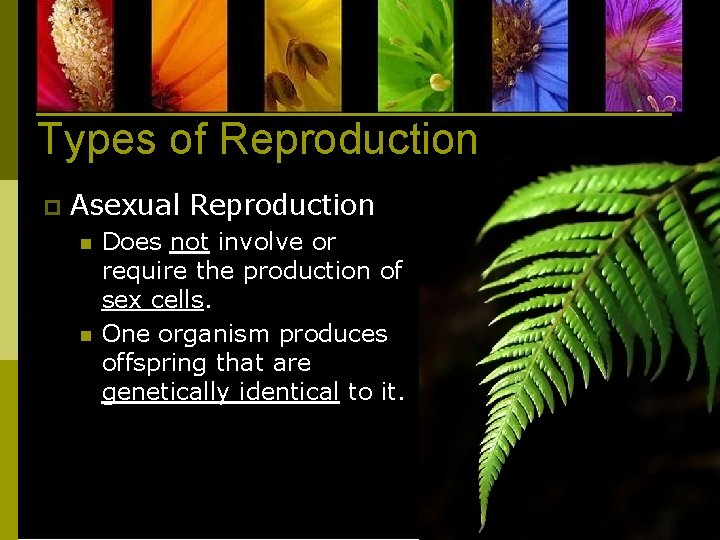 Types of Reproduction p Asexual Reproduction n n Does not involve or require the
