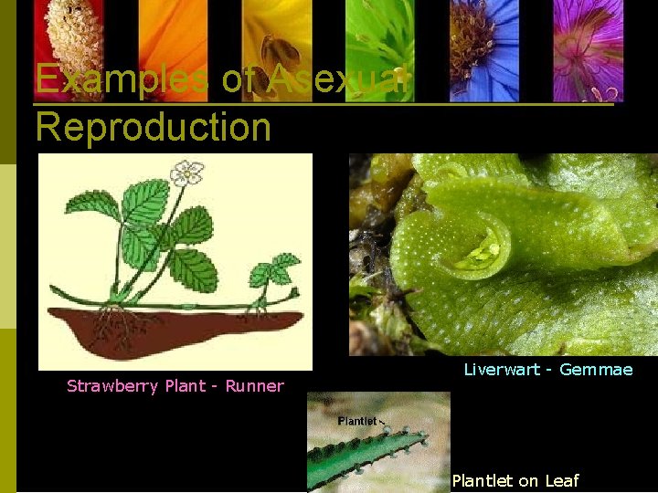 Examples of Asexual Reproduction Strawberry Plant - Runner Liverwart - Gemmae Plantlet on Leaf