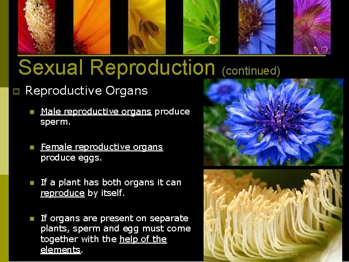 Sexual Reproduction (continued) p Reproductive Organs n Male reproductive organs produce sperm. n Female