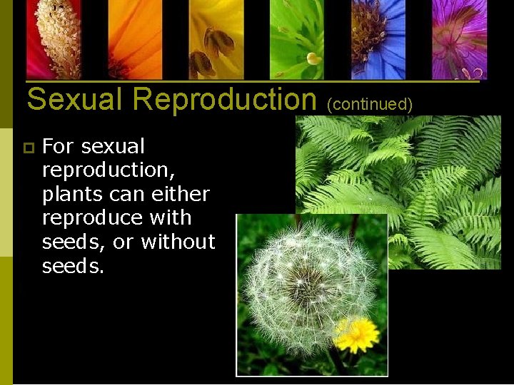 Sexual Reproduction (continued) p For sexual reproduction, plants can either reproduce with seeds, or