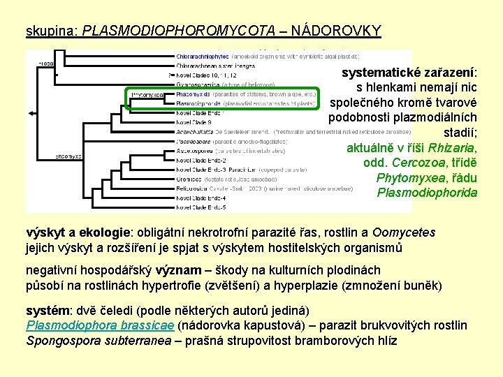 skupina: PLASMODIOPHOROMYCOTA – NÁDOROVKY systematické zařazení: s hlenkami nemají nic společného kromě tvarové podobnosti