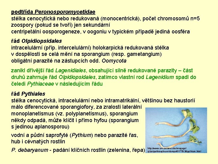 podtřída Peronosporomycetidae stélka cenocytická nebo redukovaná (monocentrická), počet chromosomů n=5 zoospory (pokud se tvoří)