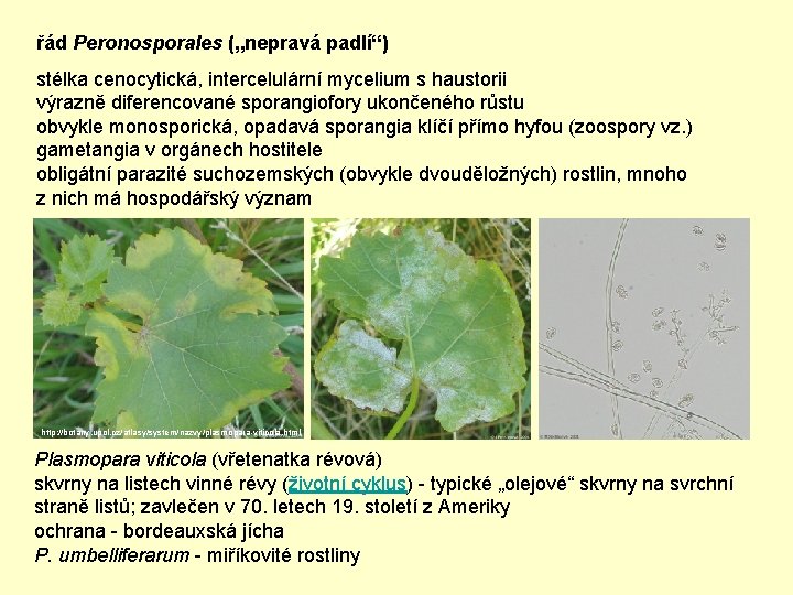 řád Peronosporales („nepravá padlí“) stélka cenocytická, intercelulární mycelium s haustorii výrazně diferencované sporangiofory ukončeného