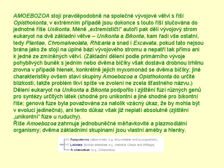 AMOEBOZOA stojí pravděpodobně na společné vývojové větvi s říší Opisthokonta, v extrémním případě jsou