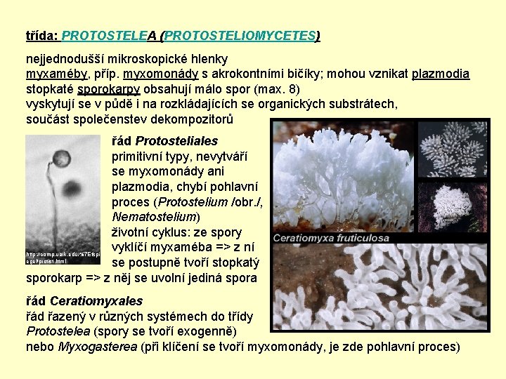 třída: PROTOSTELEA (PROTOSTELIOMYCETES) nejjednodušší mikroskopické hlenky myxaméby, příp. myxomonády s akrokontními bičíky; mohou vznikat