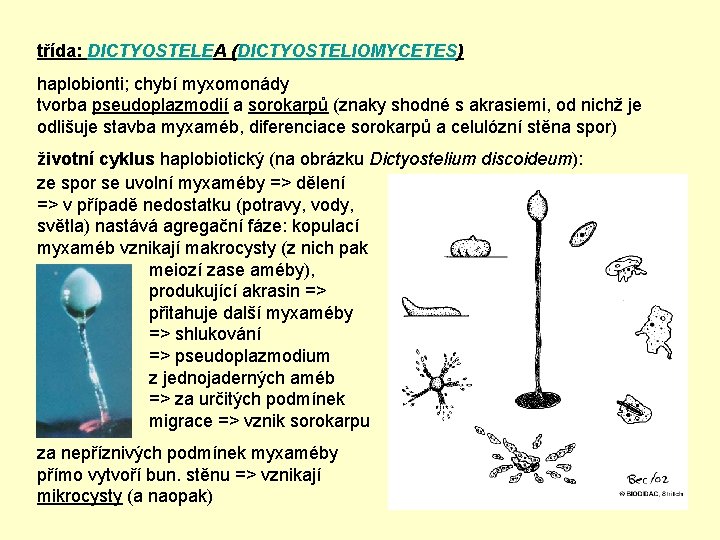 třída: DICTYOSTELEA (DICTYOSTELIOMYCETES) haplobionti; chybí myxomonády tvorba pseudoplazmodií a sorokarpů (znaky shodné s akrasiemi,