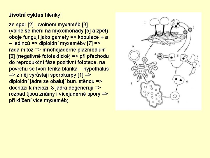 životní cyklus hlenky: ze spor [2] uvolnění myxaméb [3] (volně se mění na myxomonády