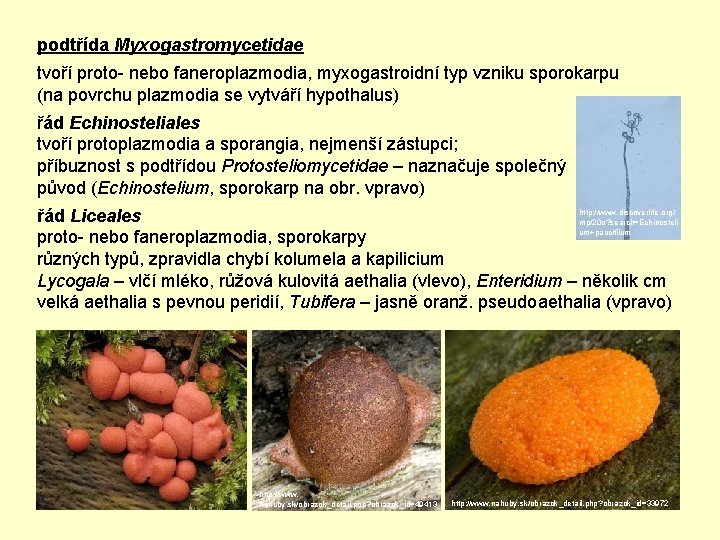 podtřída Myxogastromycetidae tvoří proto- nebo faneroplazmodia, myxogastroidní typ vzniku sporokarpu (na povrchu plazmodia se