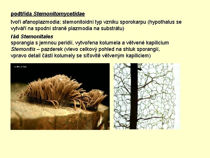 podtřída Stemonitomycetidae tvoří afanoplazmodia; stemonitoidní typ vzniku sporokarpu (hypothalus se vytváří na spodní straně