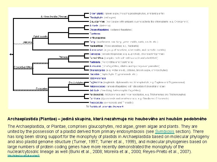 Archaeplastida (Plantae) – jediná skupina, která nezahrnuje nic houbového ani houbám podobného The Archaeplastida,