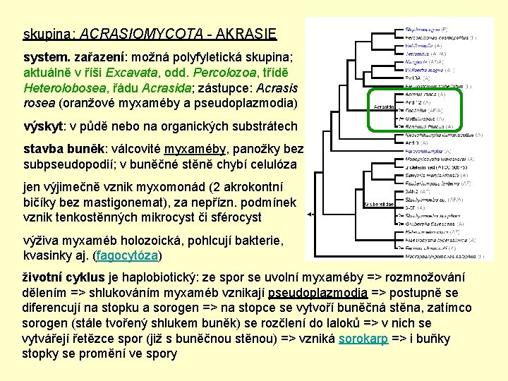 skupina: ACRASIOMYCOTA - AKRASIE system. zařazení: možná polyfyletická skupina; aktuálně v říši Excavata, odd.