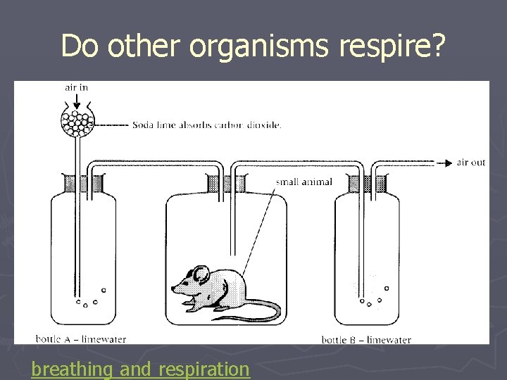 Do other organisms respire? breathing and respiration 