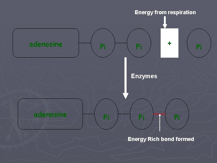 Energy from respiration adenosine Pi Pi + Pi Enzymes adenosine Pi Pi Pi Energy