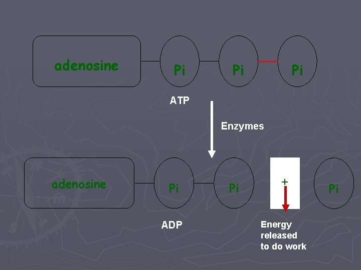 adenosine Pi Pi Pi ATP Enzymes adenosine Pi ADP Pi + Energy released to