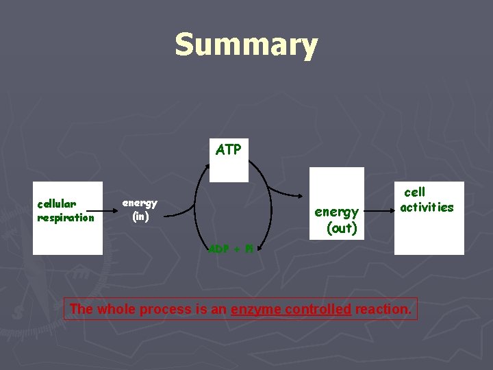 Summary ATP cellular respiration energy (out) energy (in) energy (out) cell activities ADP +