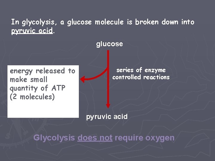 In glycolysis, a glucose molecule is broken down into pyruvic acid. glucose energy released