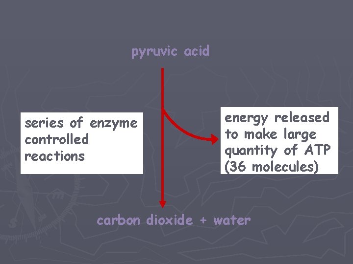 pyruvic acid series of enzyme controlled reactions energy released to make large quantity of