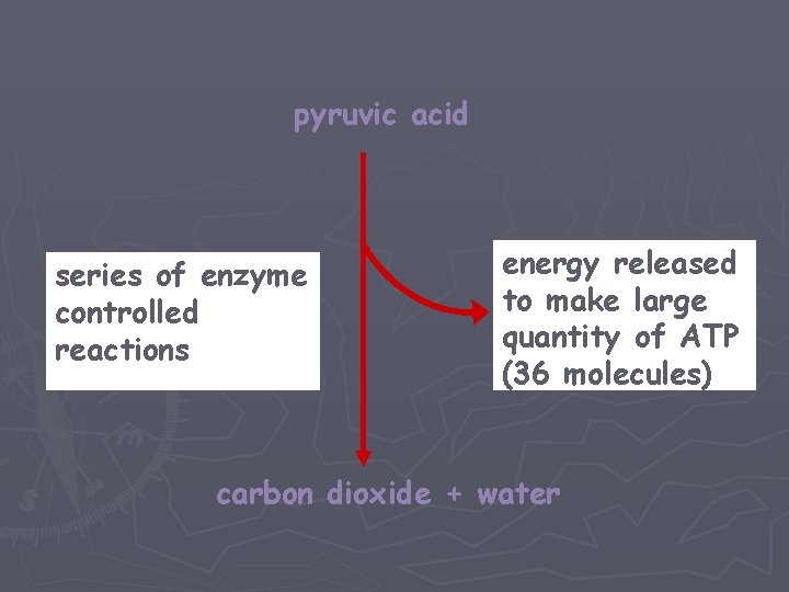 pyruvic acid series of enzyme controlled reactions energy released to make large quantity of