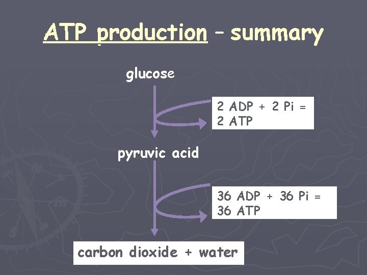 ATP production – summary glucose 2 ADP + 2 Pi = 2 ATP pyruvic