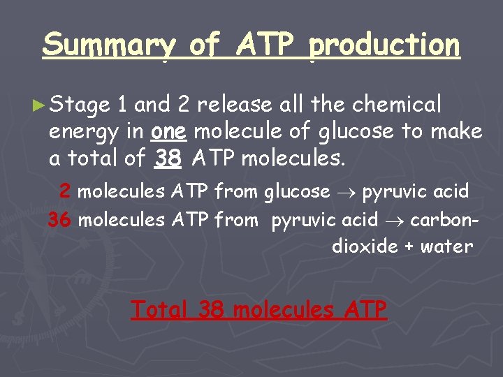 Summary of ATP production ► Stage 1 and 2 release all the chemical energy