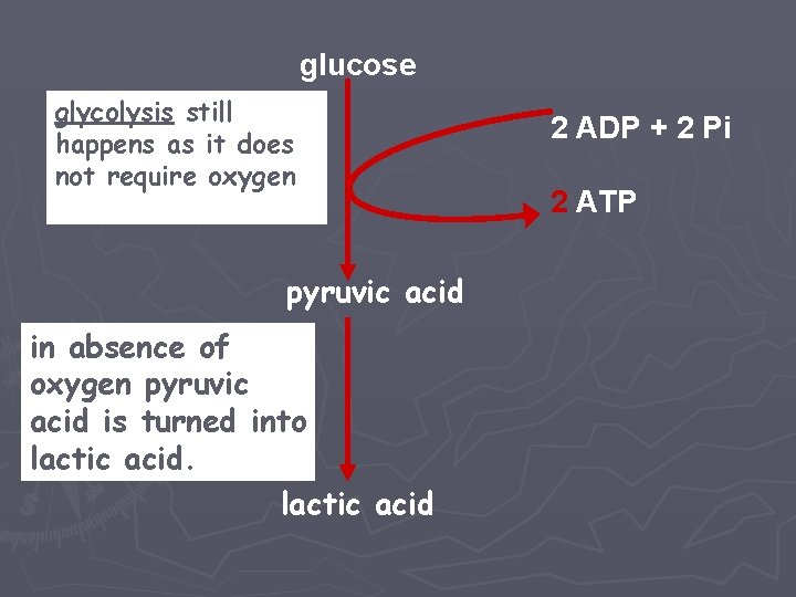 glucose glycolysis still happens as it does not require oxygen pyruvic acid in absence