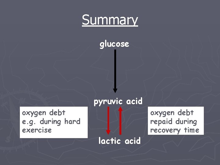 Summary glucose pyruvic acid oxygen debt e. g. during hard exercise lactic acid oxygen