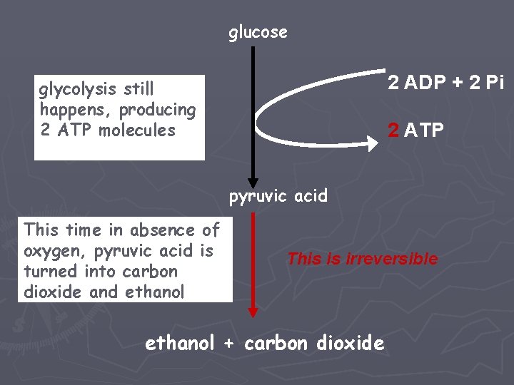 glucose 2 ADP + 2 Pi glycolysis still happens, producing 2 ATP molecules 2