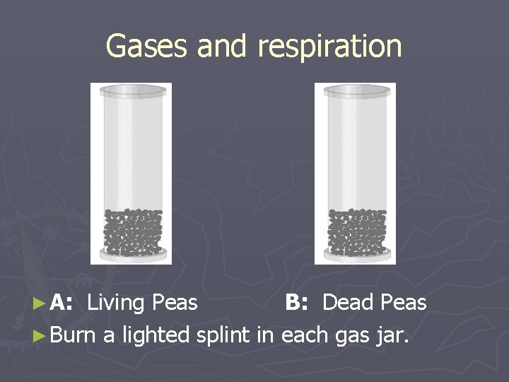 Gases and respiration ► A: Living Peas B: Dead Peas ► Burn a lighted