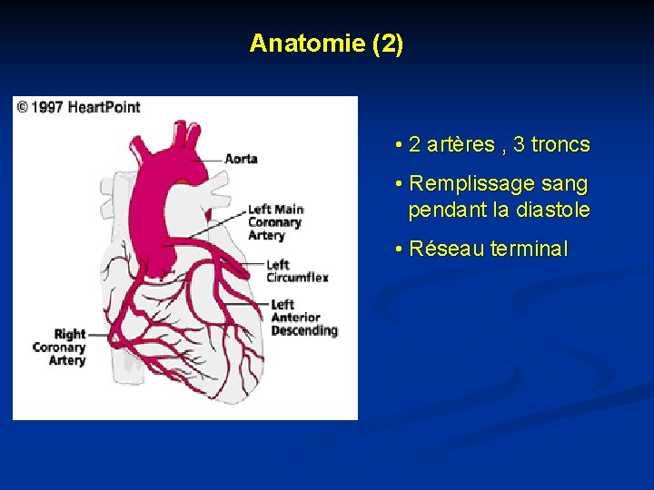 Anatomie (2) • 2 artères , 3 troncs • Remplissage sang pendant la diastole