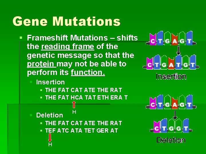 Gene Mutations § Frameshift Mutations – shifts the reading frame of the genetic message