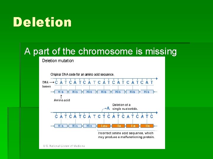 Deletion A part of the chromosome is missing 
