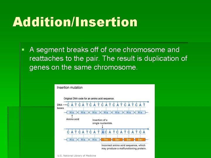 Addition/Insertion § A segment breaks off of one chromosome and reattaches to the pair.